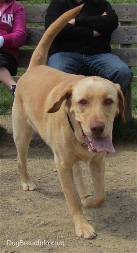 labrador retriever dog breed pictures