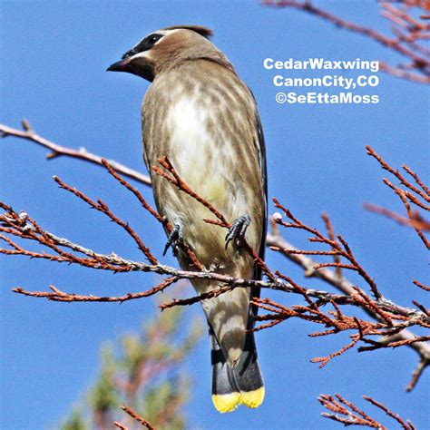 check   great yellow tipped feathers   tail   cedar waxwing learn