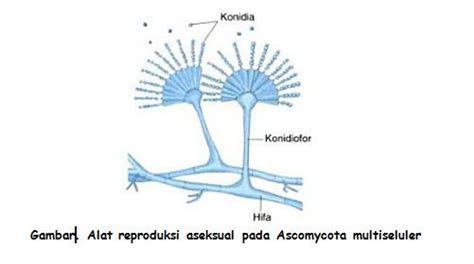 Klasifikasi Jamur Zygomycota Ascomycota Basidiomycota Dan