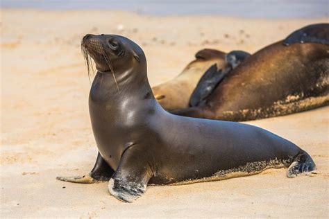 perbedaan anjing laut singa laut gajah laut jsis