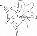 Coloring Flower Printable Lily Pages Lilies Printablee Via sketch template