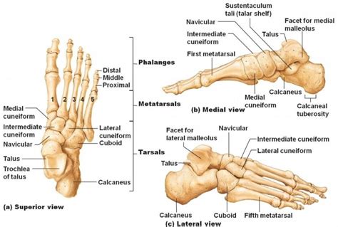foot bone tarsal bone anatomy  podiatry hq