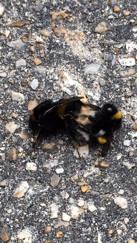 bees having sex mildlyinteresting