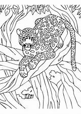 Leopard Coloring Pages Tree Worksheets Parentune Kids sketch template