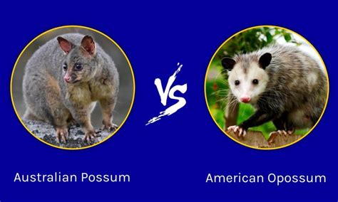 australian possum  american opossum   animals