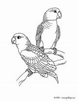 Parrot Loros Hellokids Papagei Ausmalen Papagaio Perruches Pintar Malvorlage Fliegender Colorier Perroquet sketch template