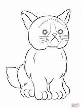 Coloring Cat Grumpy Pages Webkinz Printable Baby Drawing Print Categories sketch template
