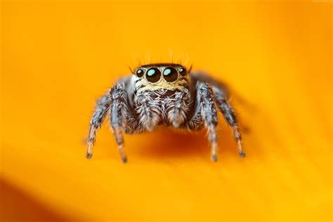 jumping spider hd wallpapers wallpapersnet