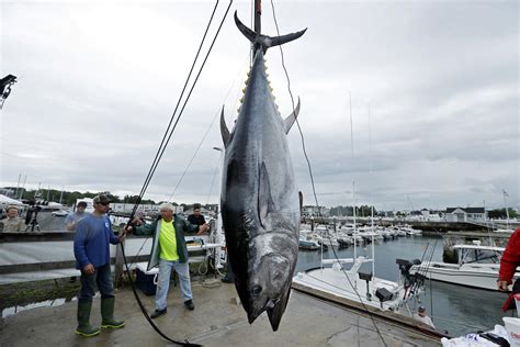 environmentalists hike  bluefin tuna quota  undermine conservation efforts maine public