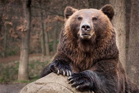 discover   largest bears   world   animals