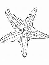 Coloring Starfish Printable Kids Comments Library Coloringhome sketch template