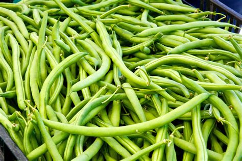 gardening grow green beans indoors  winter   grid news
