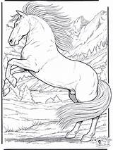 Cavalos Selados Ensinados Domados sketch template