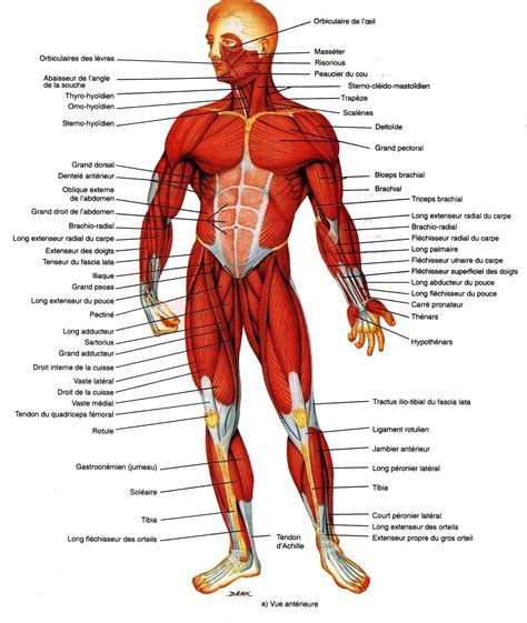 muscles corps humain anatomie du corps humain anatomie corps humain