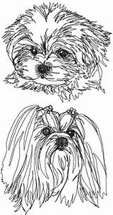 Maltese Malteser Pages Hund Shih Tzu Havanese Maltes Zeichnen Terrier Dxf Ausmalen Bichon Yorkie Perros Femeninos Ankama sketch template