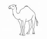 Camel Coloring Entitlementtrap Camels Webstockreview Yellowimages sketch template