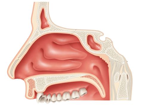 rendering    nasal cavity anatomy adaptation  image obtained  scientific