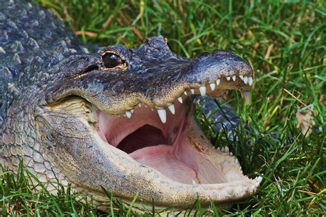 creature feature  fun facts   american alligator wired