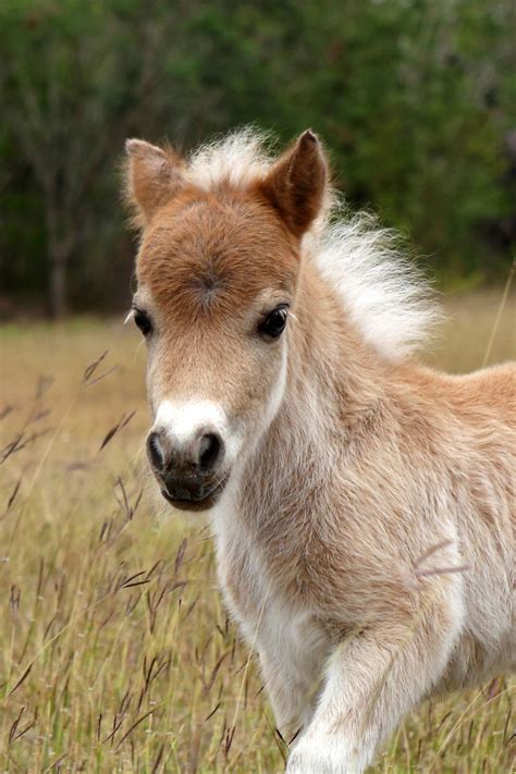 adorable baby miniature horse  brownsville texas
