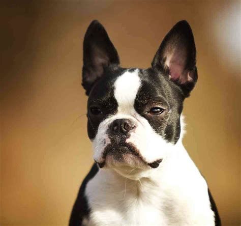 pictures  boston terrier mix image bleumoonproductions