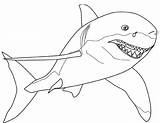 Shark Sharks sketch template