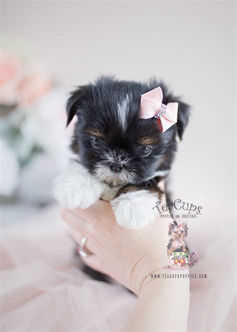 Precious Little Shih Tzu Puppies For Sale Teacups