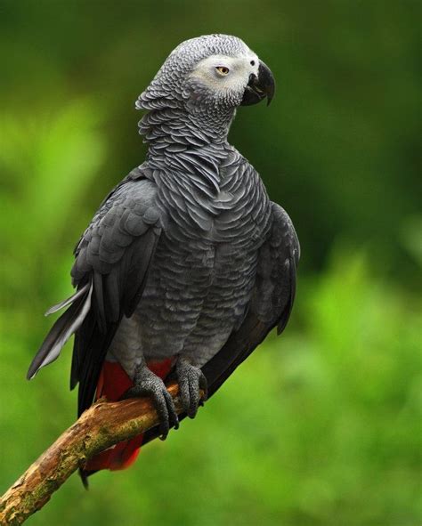 african grey parrot photo gallery images  pinterest african grey parrot parakeets
