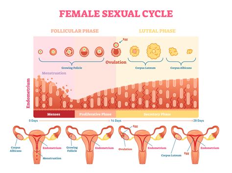 here s what happens on every day of your menstrual cycle roughly her ie