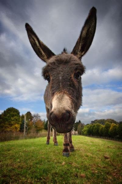darren pullman photography wildlife donkey ears