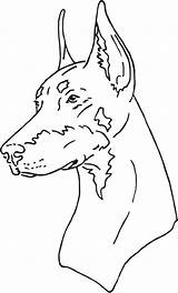 Doberman Dobermann Coloring Pinscher Hunde Skizzen Bleistift sketch template