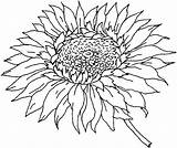 Bunga Mewarnai Matahari Adults Sunflowers Mycoloringpages Slunecnice Coloringareas sketch template