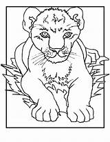 Lion Coloring Pages Cub Cubs Printable Lions Kids Animal Cute Cartoon Print Drawing Colors Sheets Colouring Don King Nice Jr sketch template