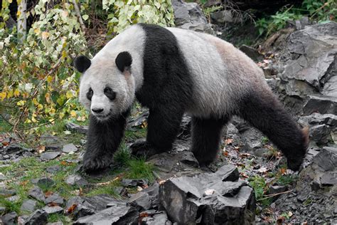 grosser panda foto bild nature natur zoo bilder auf fotocommunity