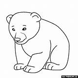 Coloring Bear Baby Pages Animal Cub Polar Animals Kids Color Thecolor Drawings Books Popular Designlooter Cat sketch template