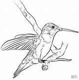 Hummingbird Coloring Pages Chinned Coloringbay sketch template