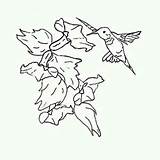 Nectar Hummingbird sketch template