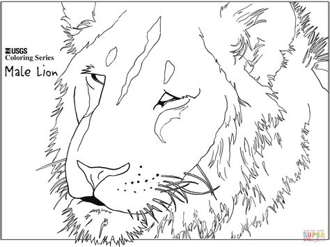 lion head lion coloring pages  adults  colored