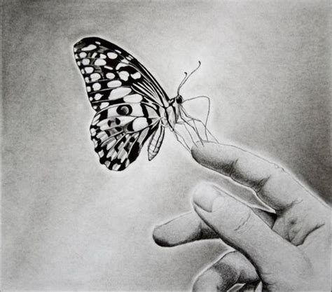 butterfly drawings  ai