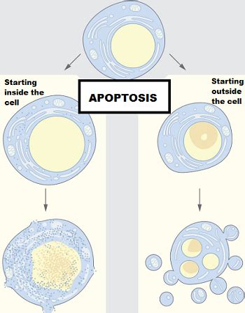 apoptosis   cell cycle cancer studycom