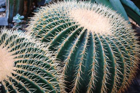 images tree branch cactus sharp leaf desert flower thorn