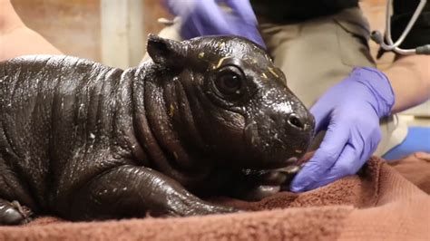 baby pygmy hippo  born  franklin park zoo  boy   small