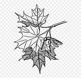 Maple Leaf Drawing Line Autumn Clipart Sugar Clip Canadian Color Paintingvalley Pinclipart Tree Kindpng sketch template