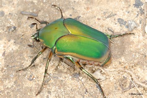 green june beetle vol    mississippi state university