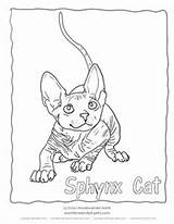 Sphynx Cat Coloring Pages Open Tattoo sketch template