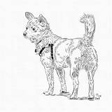 Coloring Book Dogs Pomsky Puppy Internet Themed Pomchi Yuffie sketch template