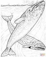 Ballenas Whales Humpback Wale Imprimir Szare Kolorowanka Balena Balenottera Grises Supercoloring Azzurra Dolphin Balene Semplici Druku Tinta Kategorii sketch template