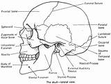 Bones Cranial Flashcards Flashcard Skeletal Study Anatomical Physiology Proprofs sketch template