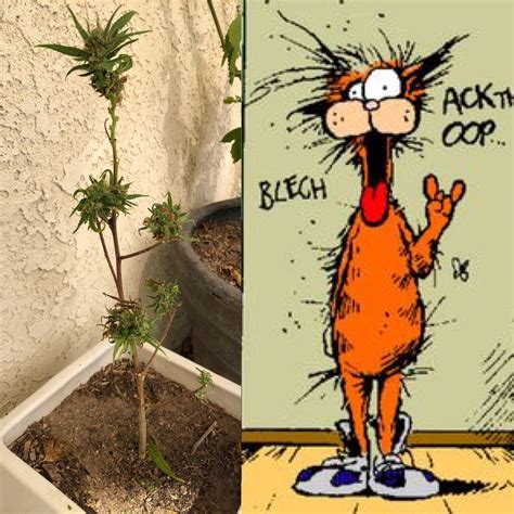my harvested weed plant kinda looks like bill the cat funny
