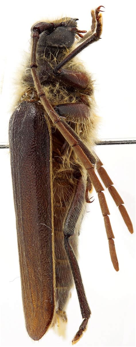 Cerambycidae Species Details