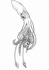 Drawing Drawings Squid Vector Illustrator Tattoo Line Convert Converting Cool Graphic Unique Ink Into Bing Draw Pen Coloring Sea Pencil sketch template